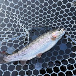 レインボートラウト