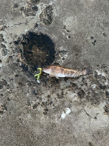 アイナメの釣果