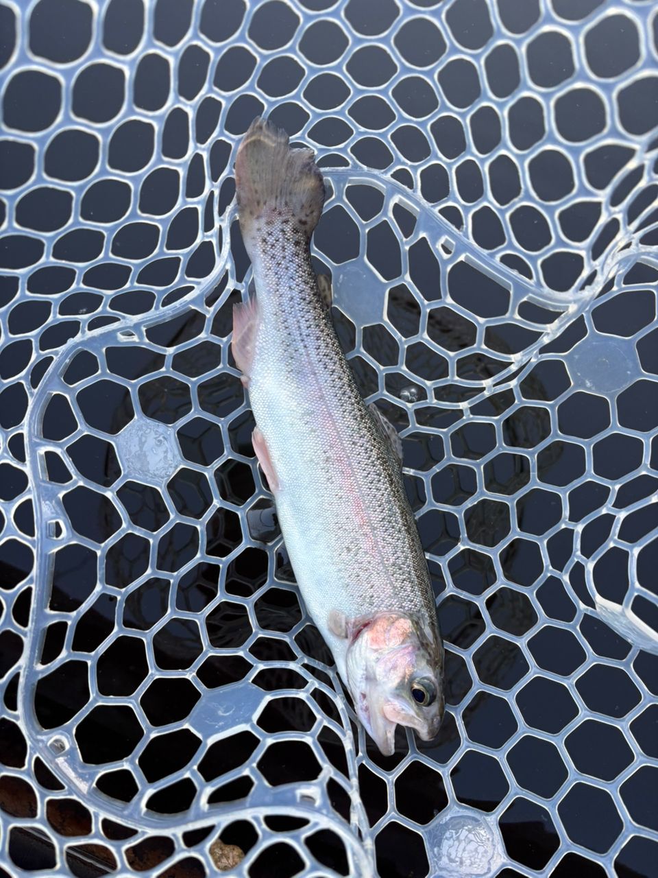 レインボートラウト