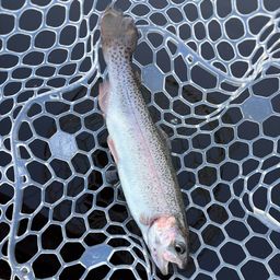 レインボートラウト