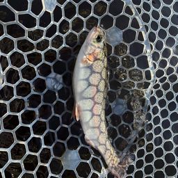 レインボートラウト