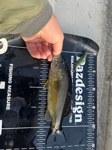 スモールマウスバスの釣果