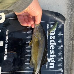 スモールマウスバス