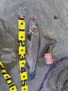 ニジマスの釣果