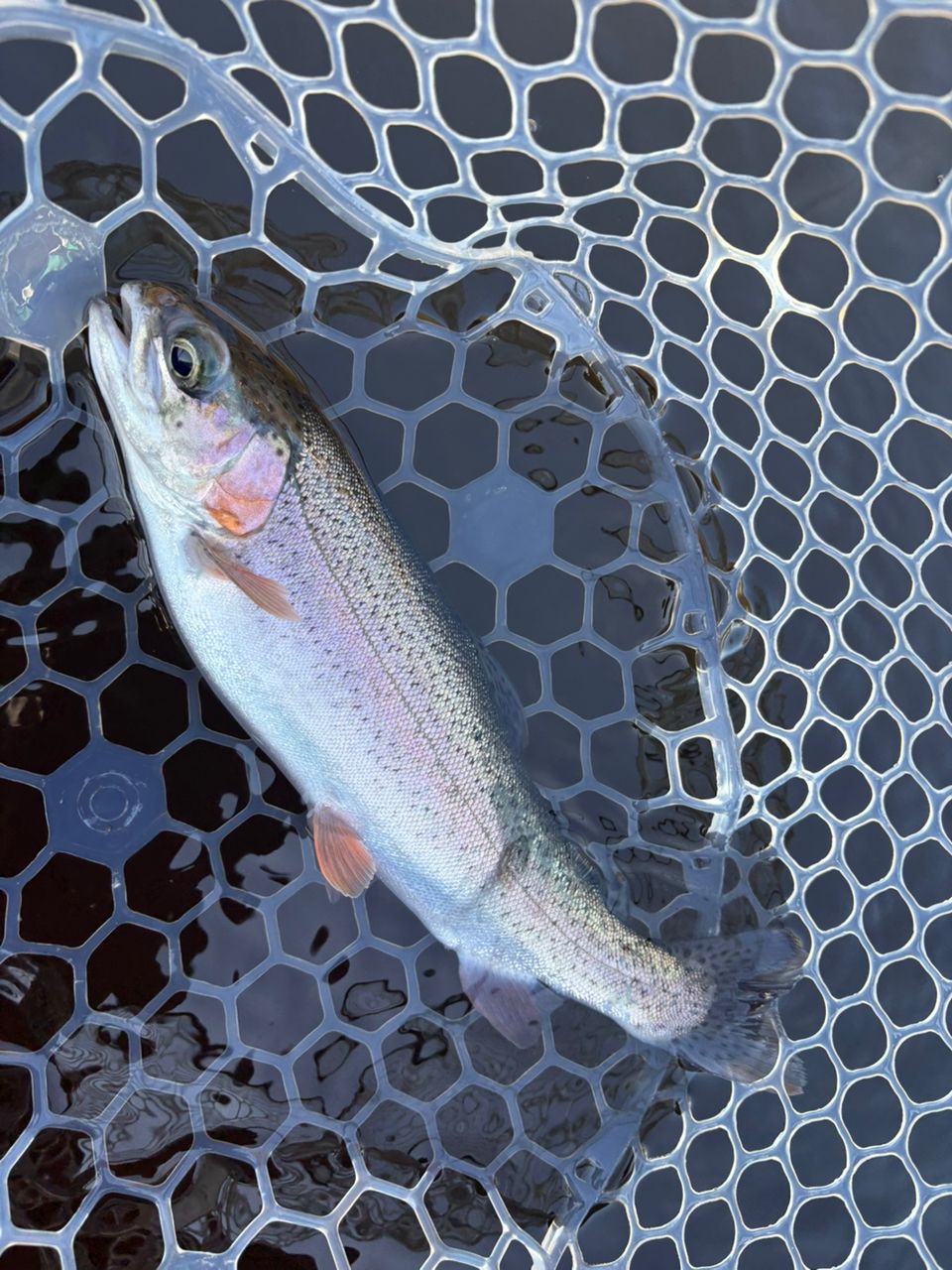 レインボートラウト