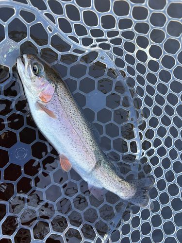 レインボートラウトの釣果