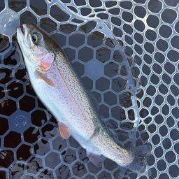 レインボートラウト