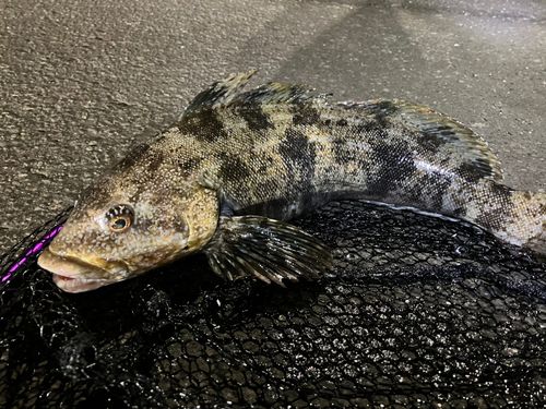 アイナメの釣果