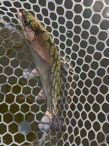 レインボートラウトの釣果