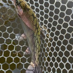 レインボートラウト