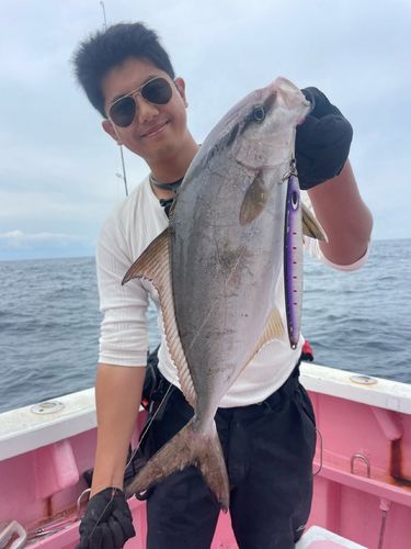 カンパチの釣果