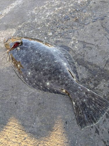 ヒラメの釣果