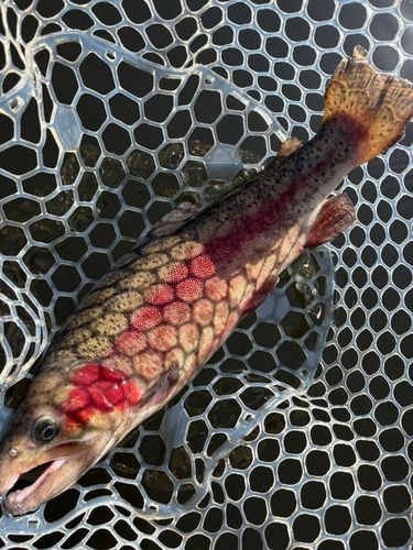 レインボートラウトの釣果