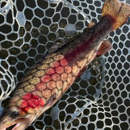 レインボートラウト