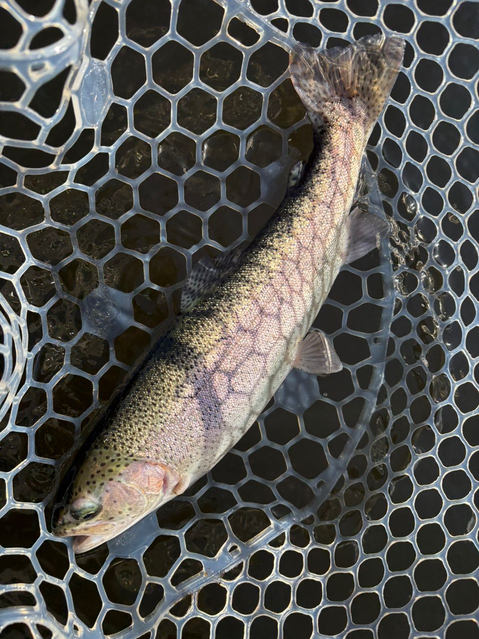 レインボートラウト