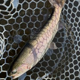 レインボートラウト