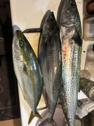 セントレア常滑港前島