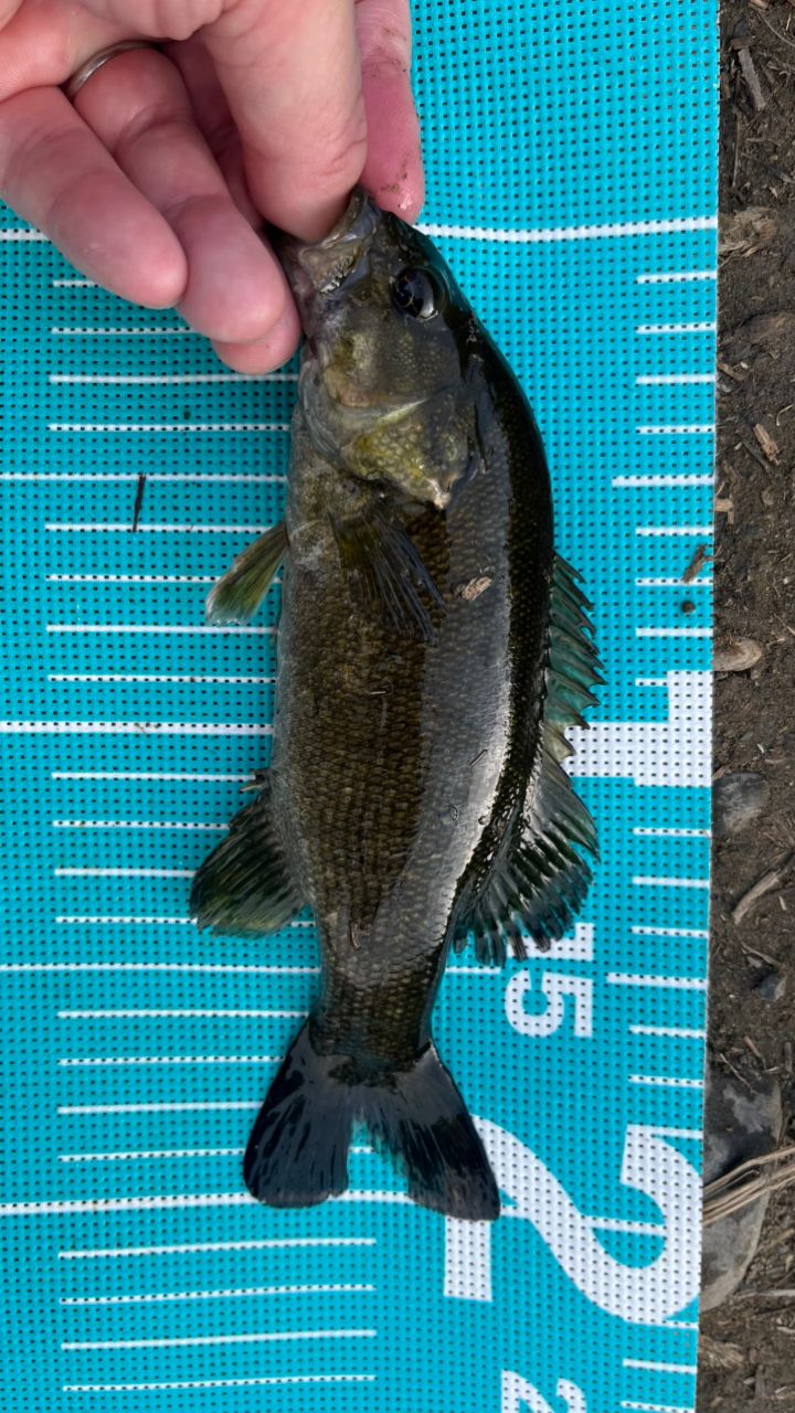 スモールマウスバス