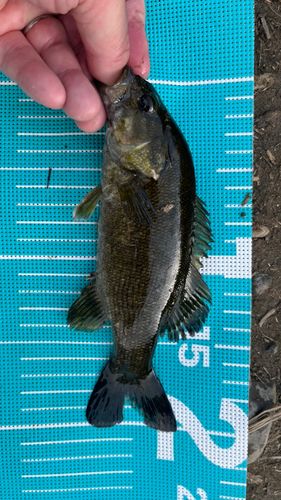 スモールマウスバスの釣果