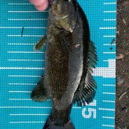 スモールマウスバス