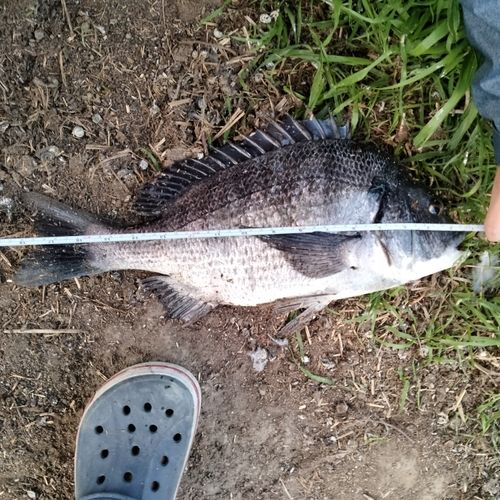 クロダイの釣果