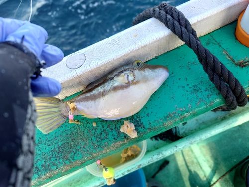 シロサバフグの釣果