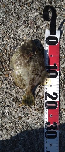 カワハギの釣果