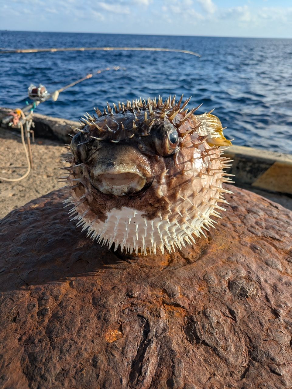 ヒトヅラハリセンボン