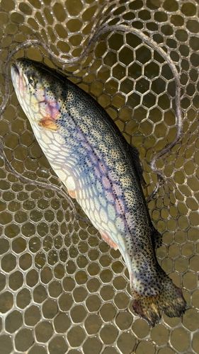 スチールヘッドの釣果