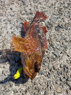 アラカブの釣果