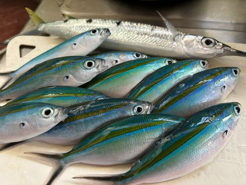 グルクンの釣果