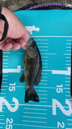 スモールマウスバスの釣果