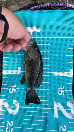スモールマウスバスの釣果