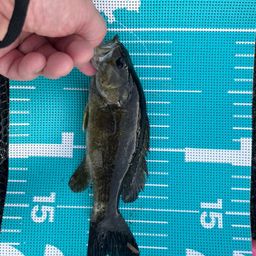 スモールマウスバス