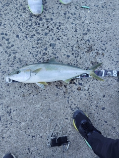 ヒラマサの釣果