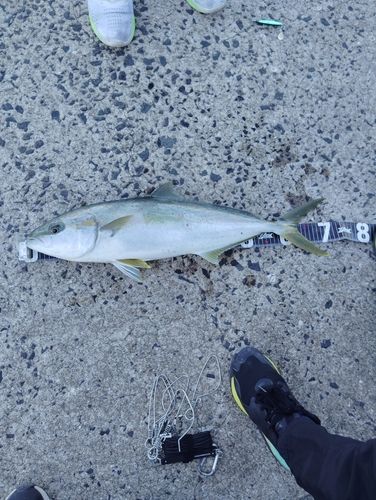 ヒラマサの釣果