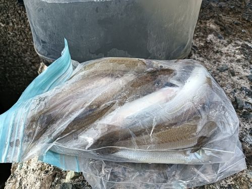 シロギスの釣果