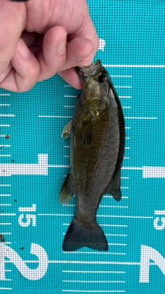 スモールマウスバスの釣果