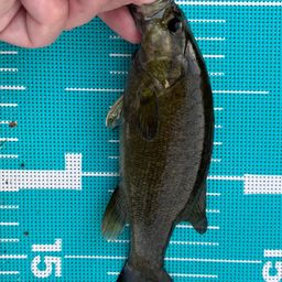 スモールマウスバス