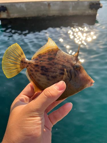 カワハギの釣果