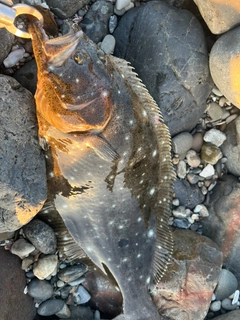 ヒラメの釣果