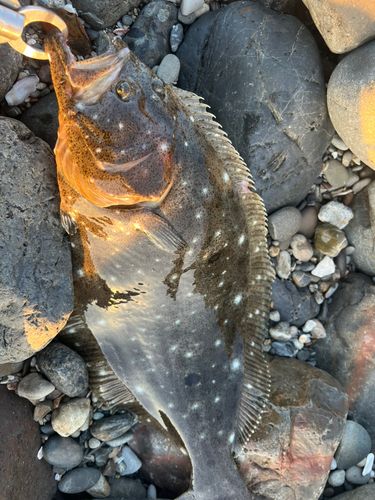 ヒラメの釣果