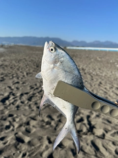 コバンアジの釣果