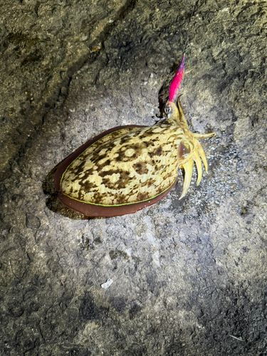 コウイカの釣果