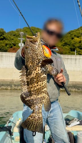 ヤイトハタの釣果