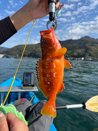 アカハタの釣果