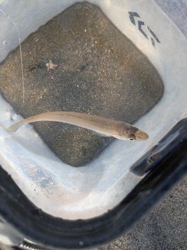 茅ヶ崎ヘッドランド