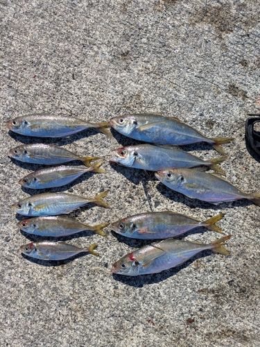 相馬港釣り桟橋