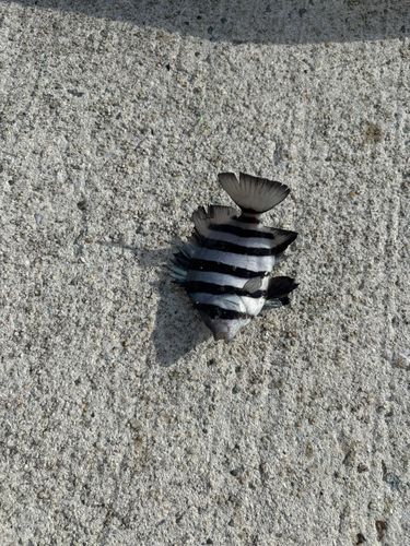 イシダイの釣果