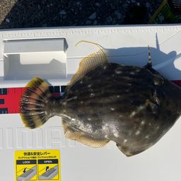 カワハギ